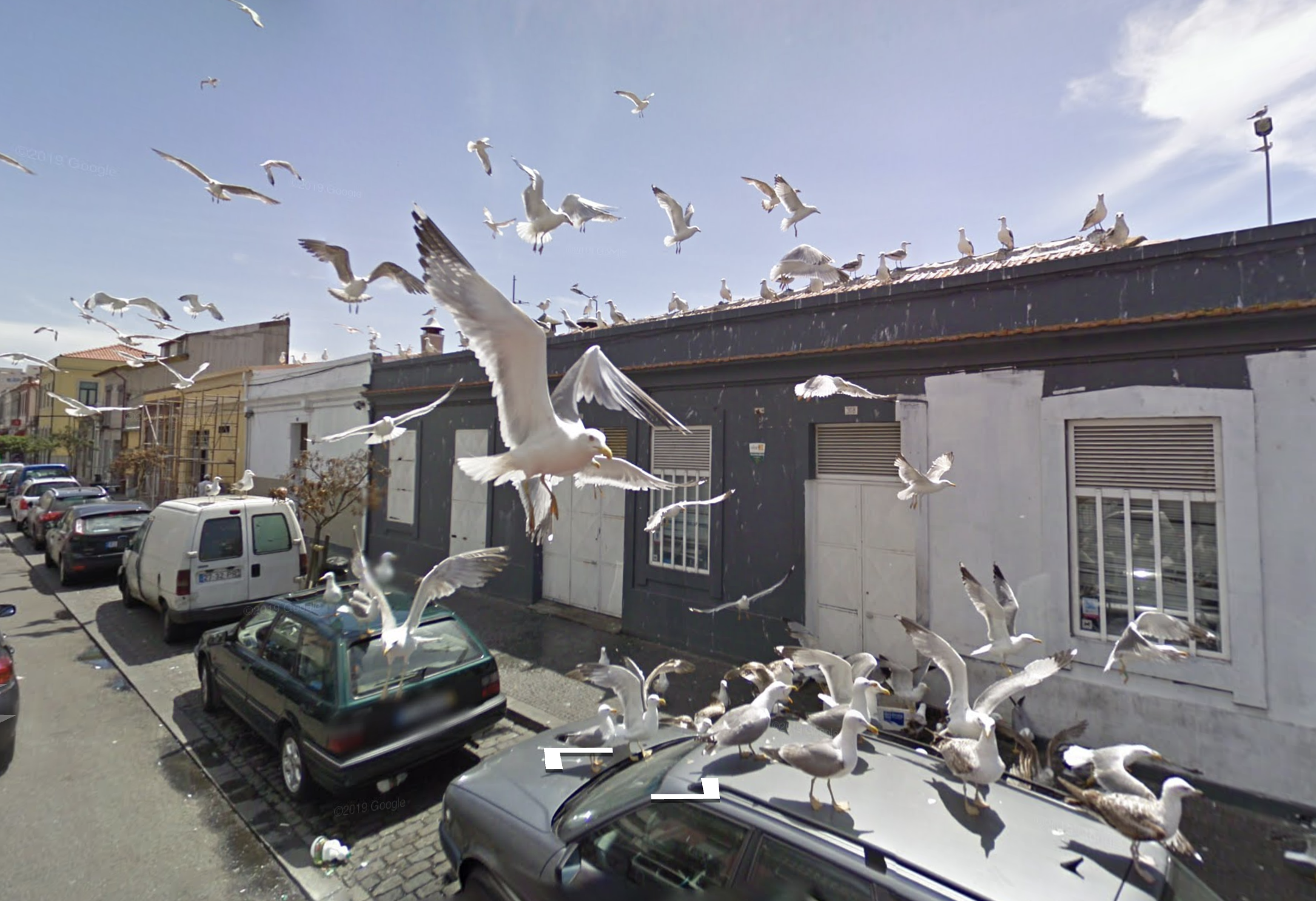 Des mouettes sur Wonders of Street View