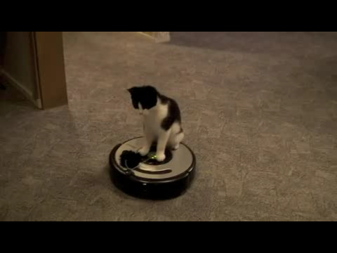 Un chat sur un aspirateur Roomba